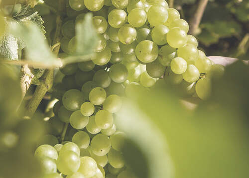 whitehaven winemaking grapes