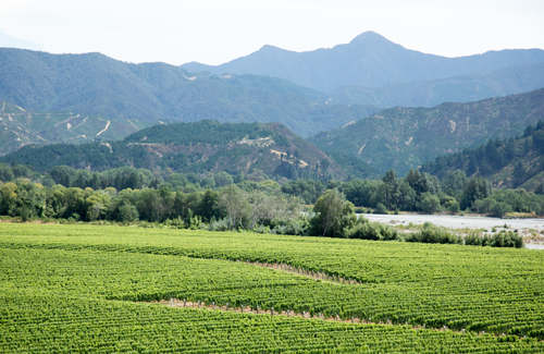 Whitehaven Vineyards