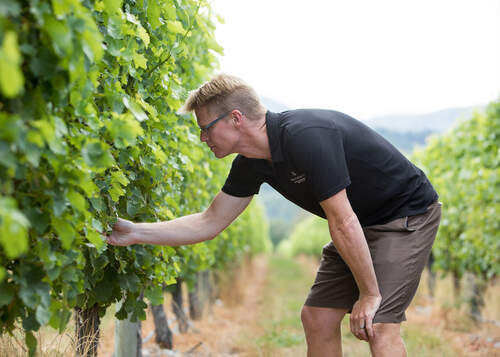 Whitehaven Iconic Sauv Blanc