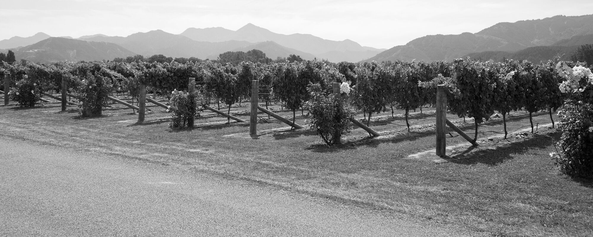 Product Image Pending for Whitehaven