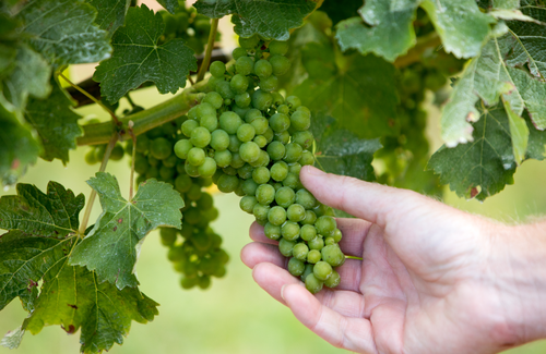 Wine Grapes