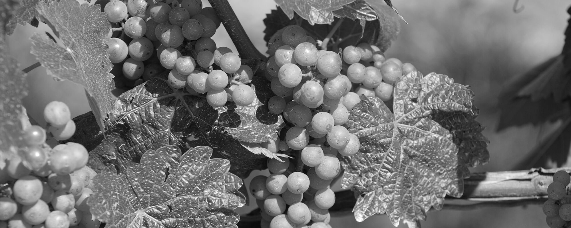 Product Image Pending for Whitehaven